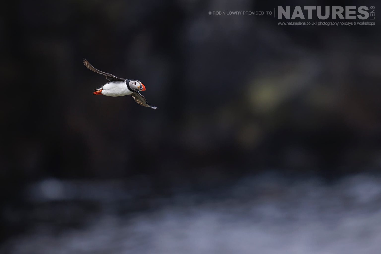 A Lone Atlantic Puffin Flies Against The Black Basalt Cliffs Of Grimsey Island