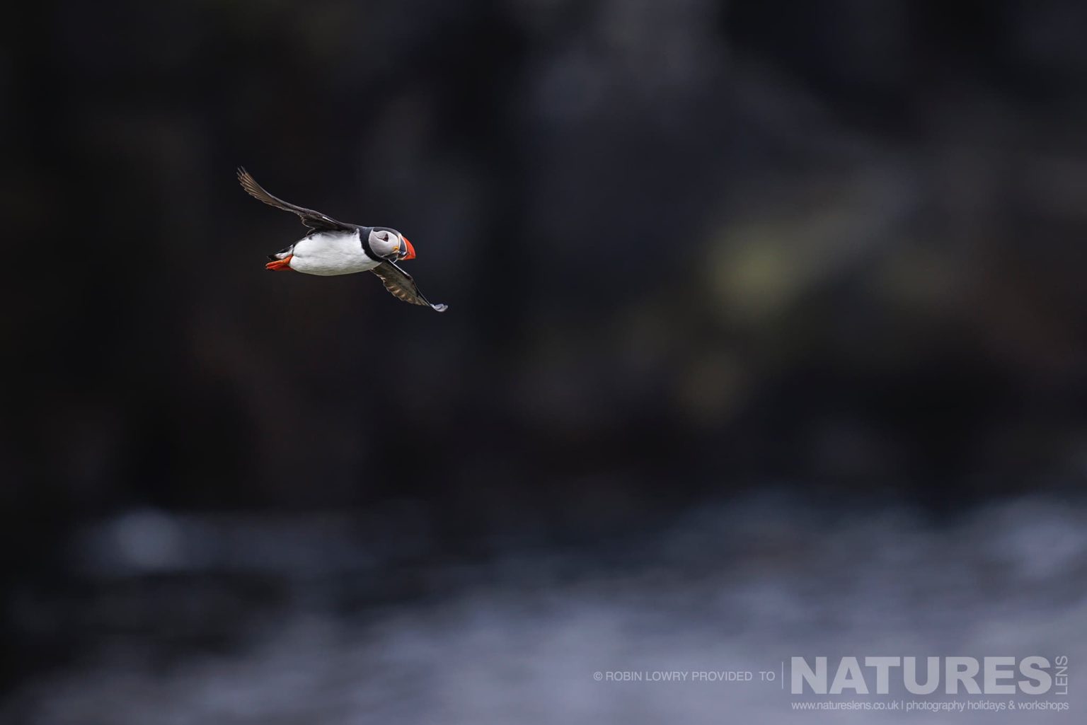 A Lone Atlantic Puffin In Flight Photographed In It Natural Habitat On Grimsey Island Iceland