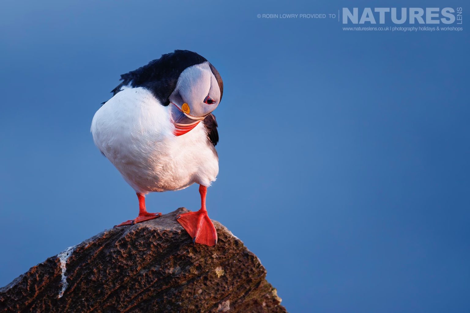 A Lone Atlantic Puffin In Lovely Soft Light On The Cliffs Of Grimsey Island