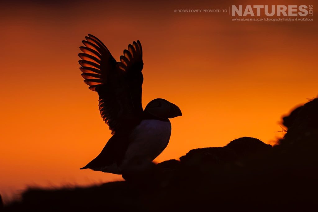 A Lone Atlantic Puffin In The Light Of The Midnight Sun Found On Grimsey Island During The Summer Months