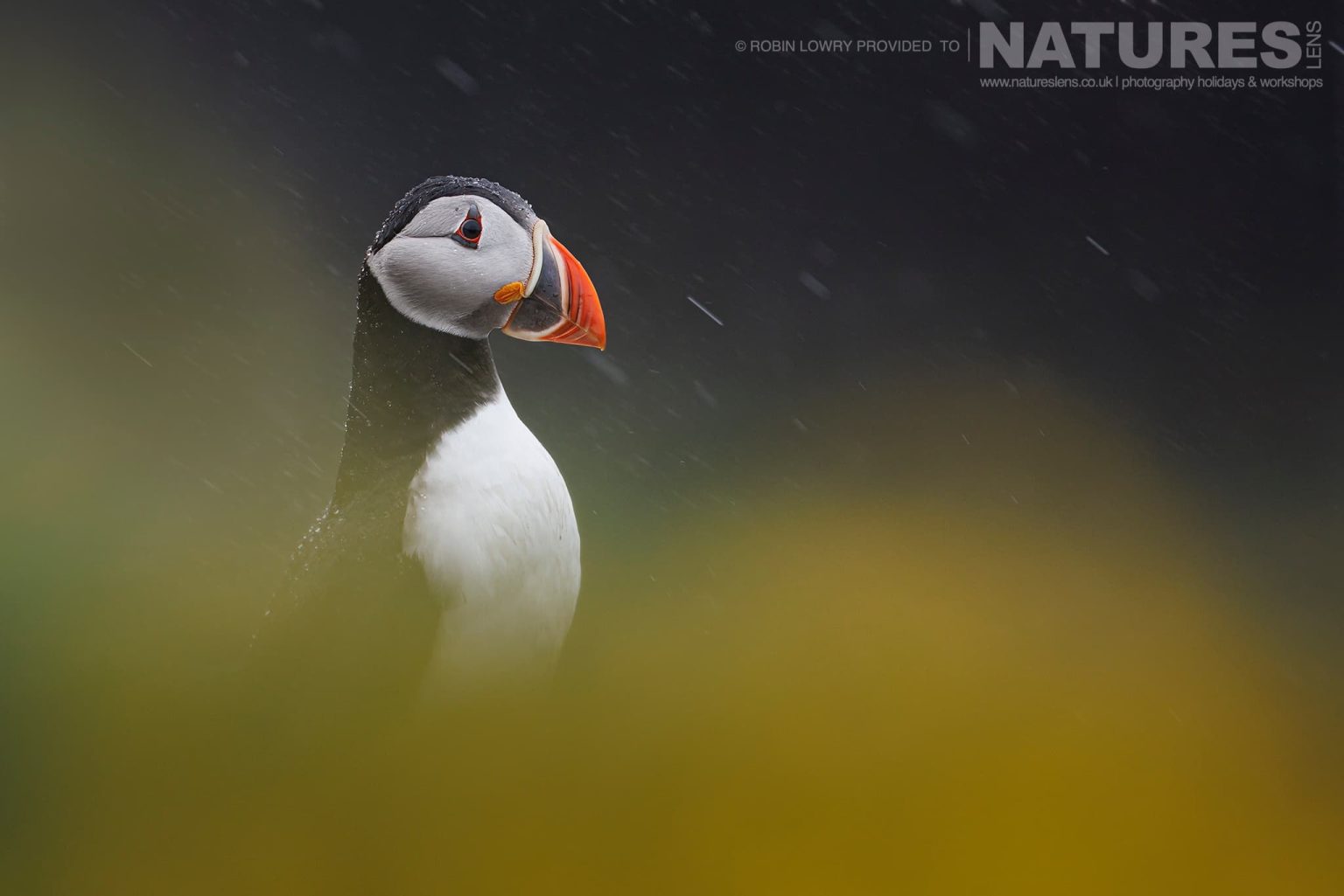 A Lone Atlantic Puffin In The Rain On The Cliffs Of Grimsey Island