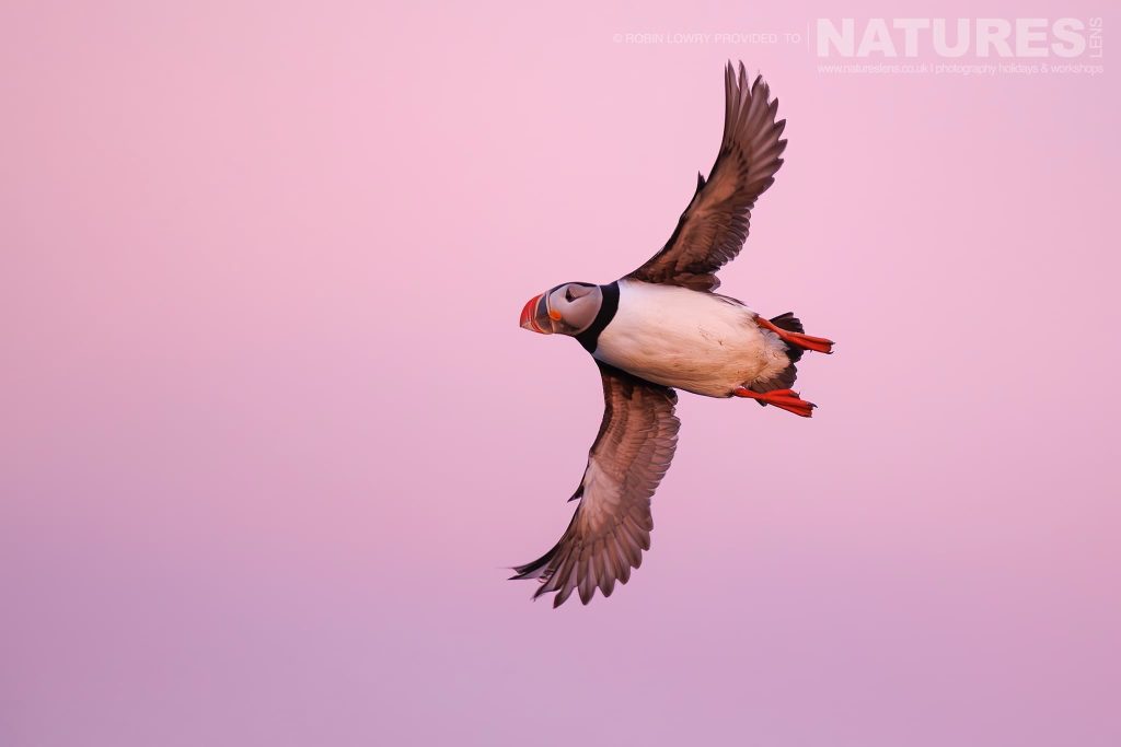 A Lone Puffin From The Atlantic Puffin Colony Of Grimsey Island Soars In The Pink Sky
