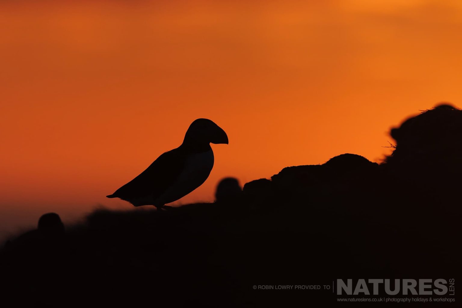 A Lone Silhouetted Atlantic Puffin Photographed In It Natural Habitat On Grimsey Island Iceland