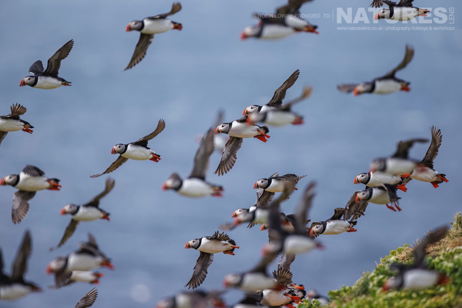 A Mass Of Puffins Taking Flight From The Atlantic Puffin Colony Of Grimsey Island