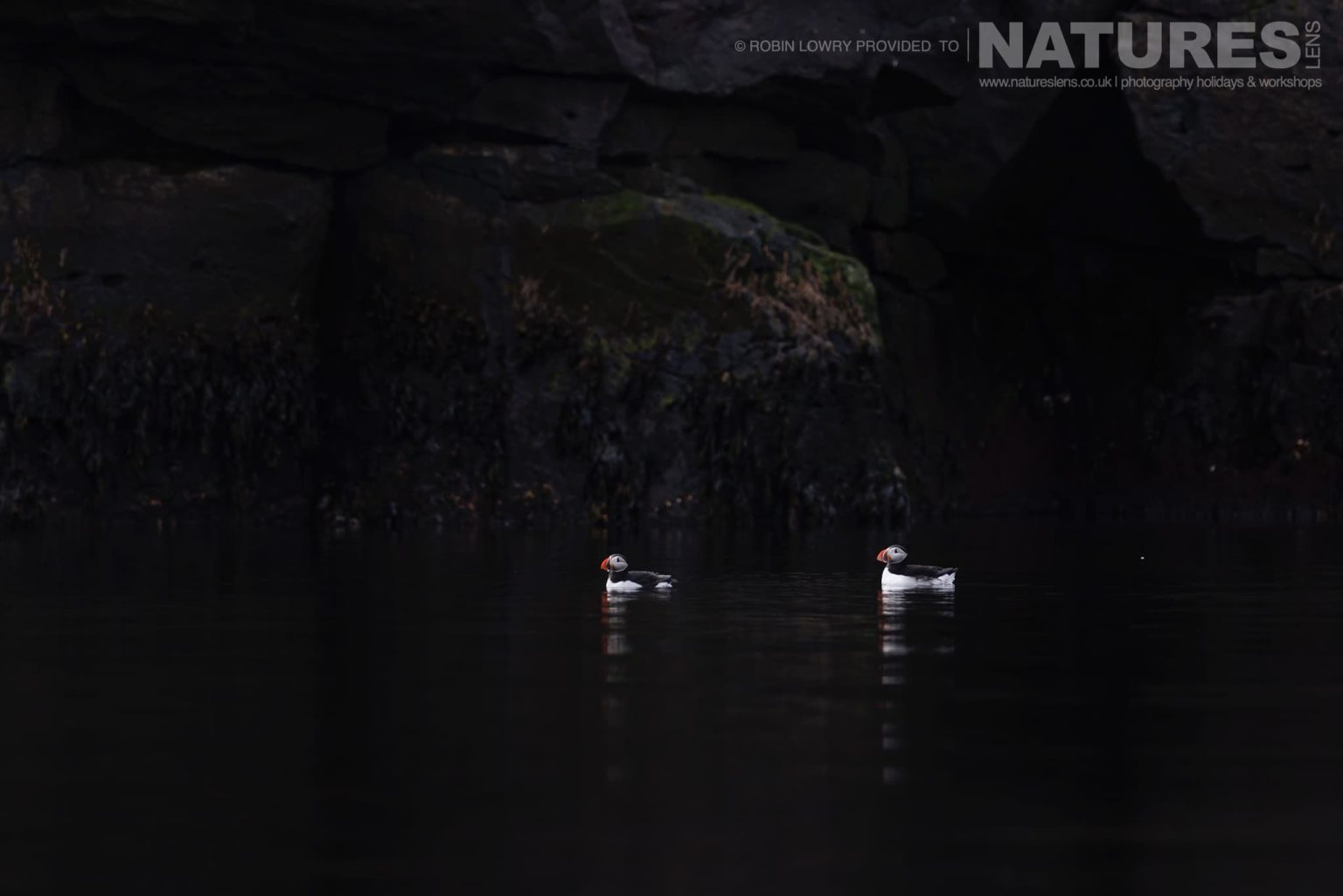 A Pair Of Puffins Drifting On The Waters In Front Of The Basalt Cliffs Found All Over Iceland Grimsey Island