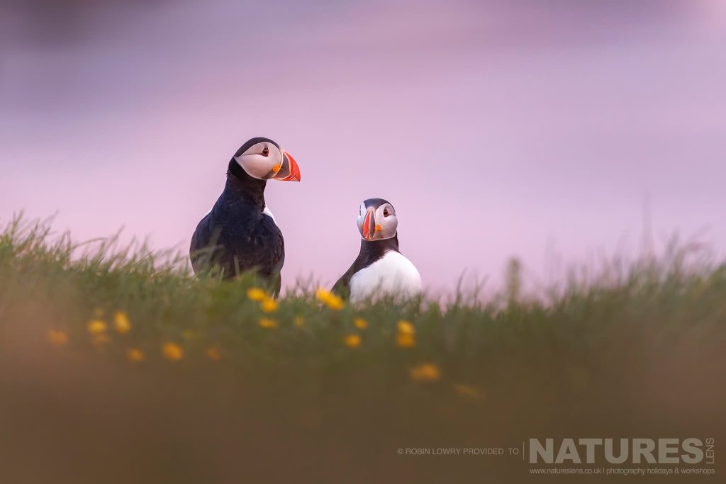 A Pair Of The Atlantic Puffins Photographed In Their Natural Habitat On Grimsey Island Iceland