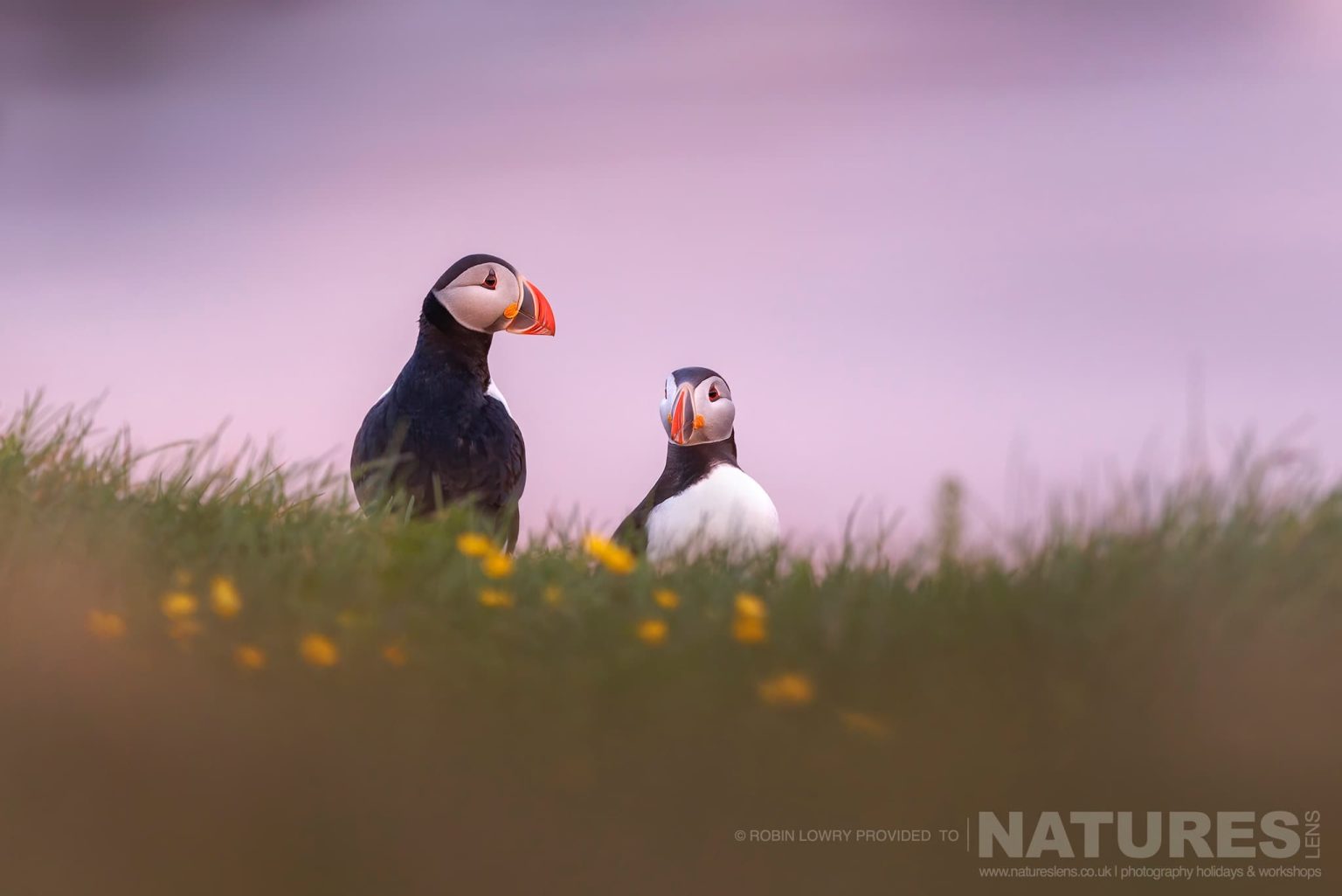 A Pair Of The Atlantic Puffins Photographed In Their Natural Habitat On Grimsey Island Iceland