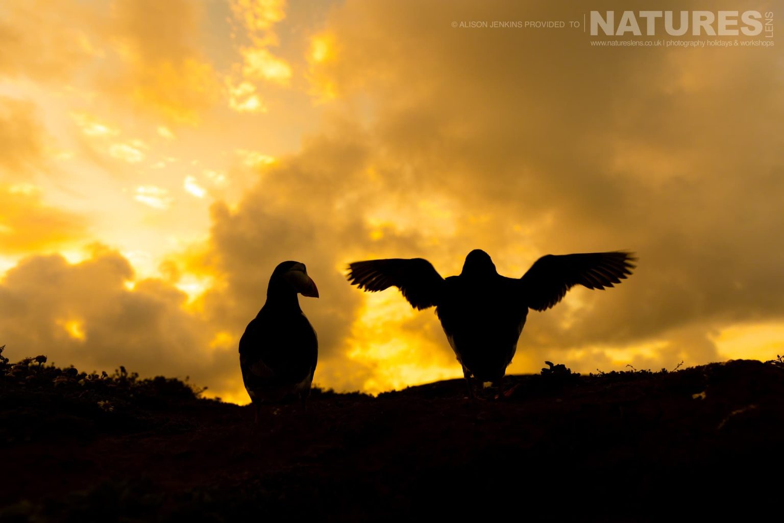A Pair Of The Puffins Of Skomer One Stretching It Wings With A Moody Evening Sky Behind