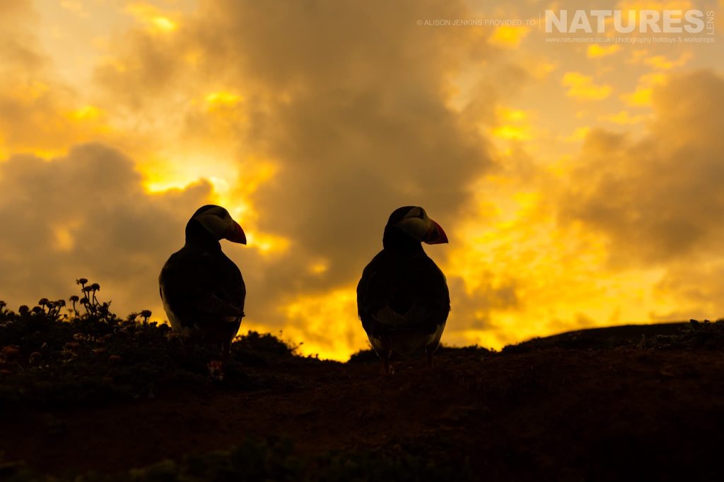 A Pair Of The Puffins Of Skomer With A Moody Evening Sky Behind Alison Jenkins – Puffins of Skomer – 2023