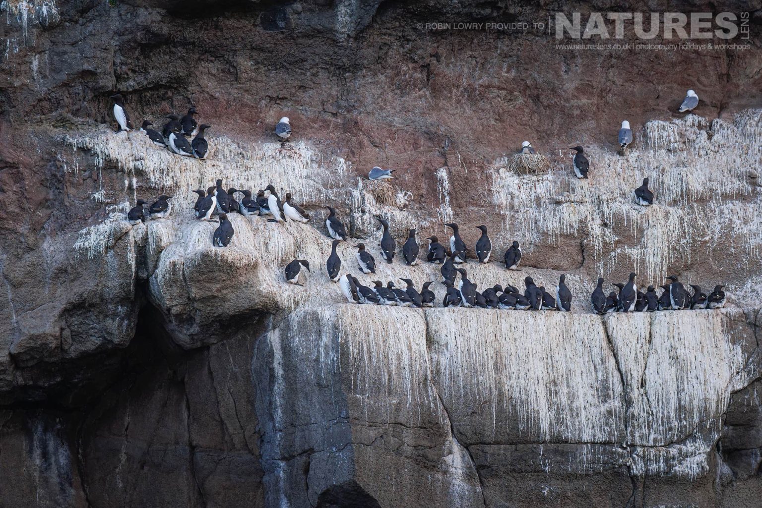 A Plethora Of Birds Of Different Types On One The Seabird Cliffs Of Grimsey Island