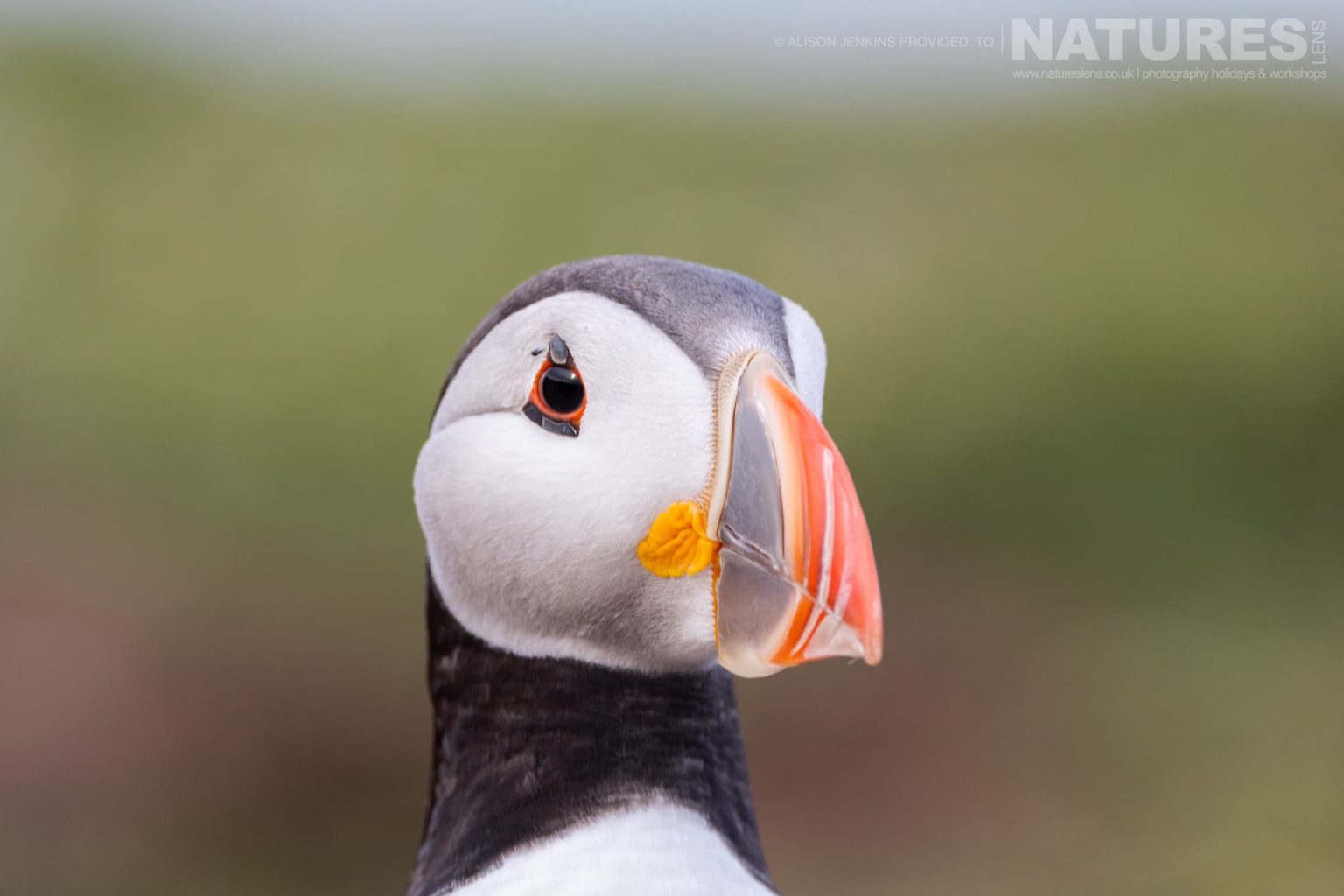 A Portrait Image Of One Of The Puffins Of Skomer Eels
