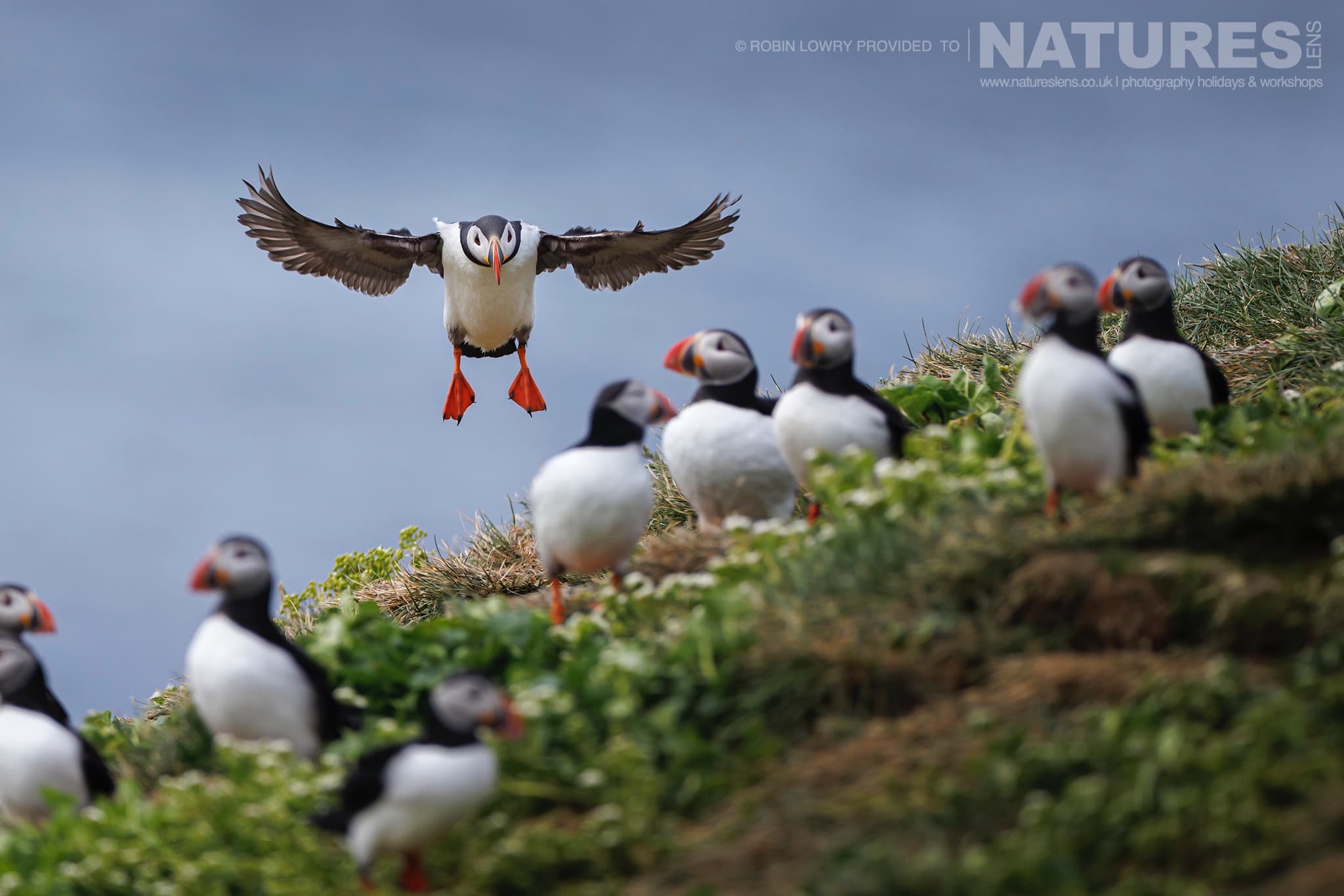 A Puffin Comes In To Land On One Of The Headlands Of Grimsey Island A Puffin Comes In To Land On One Of The Headlands Of Grimsey Island