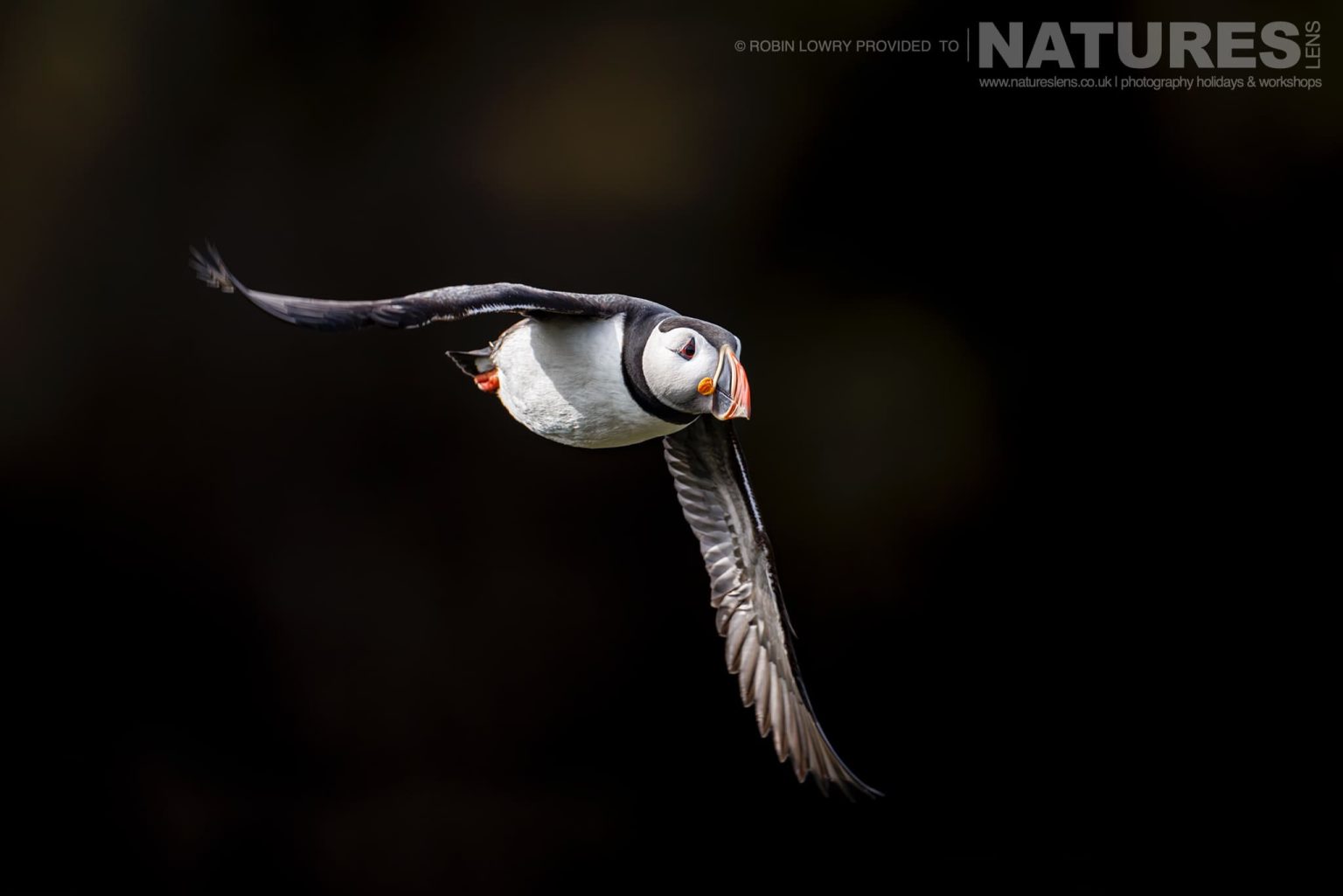 A Puffin Flies Against The Basalt Cliffs Of Grimsey Island