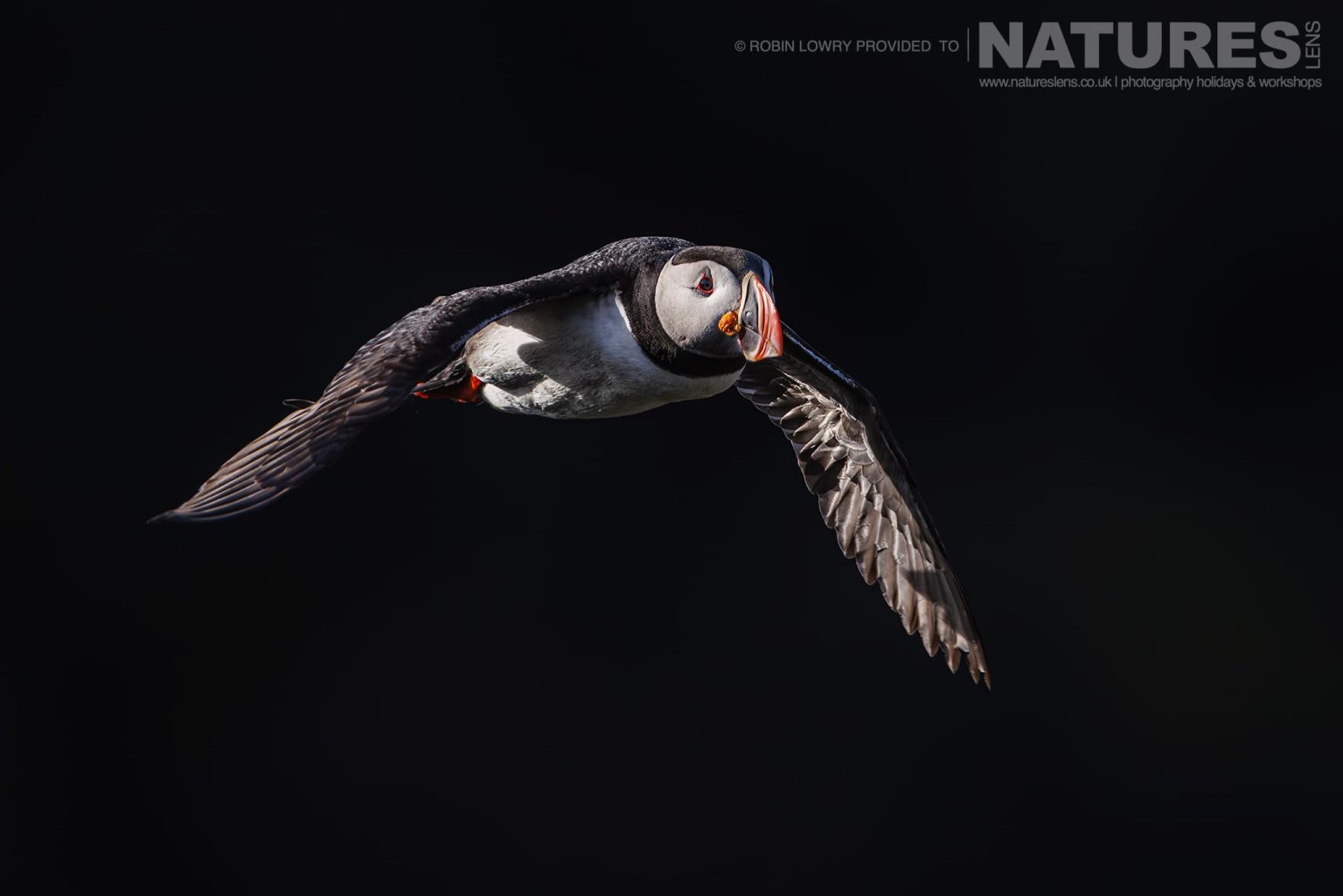 A Puffin Flies Against The Black Basalt Cliffs Of Grimsey Island