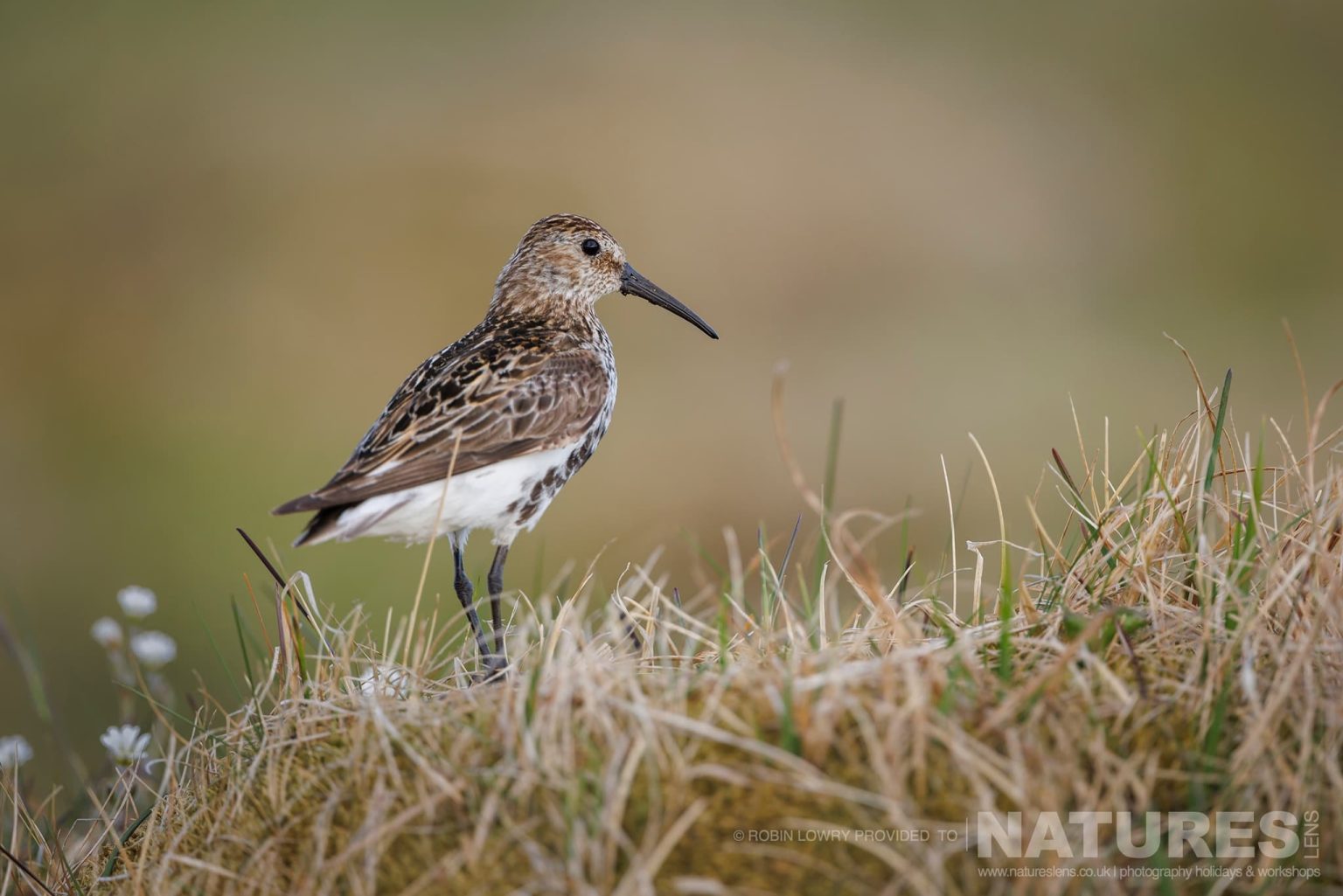 A Sanderling Amongst The Grass Photographed In Their Natural Habitat On Grimsey Island Iceland