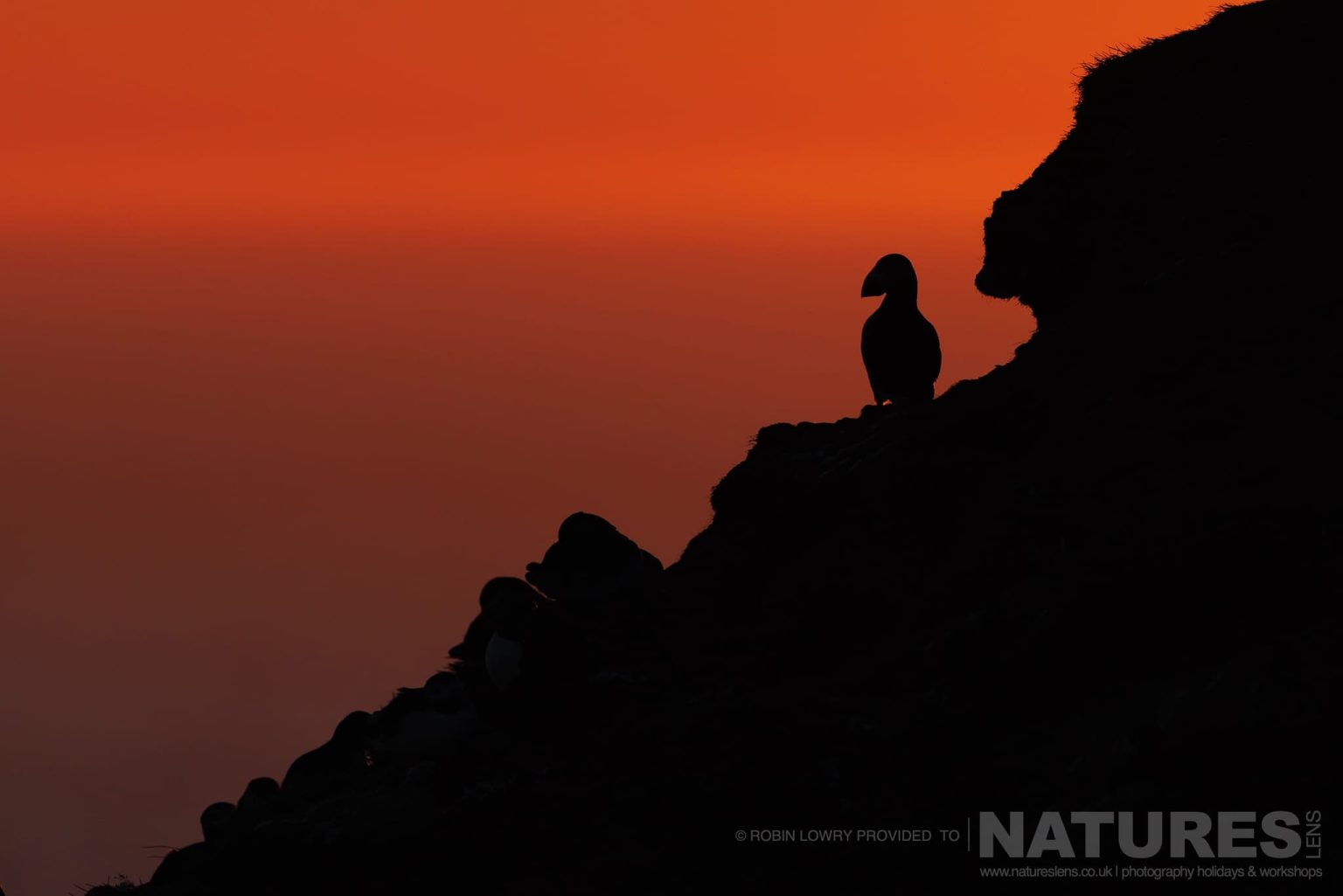 A Silhouetted Atlantic Puffin On The Cliffs Photographed In It Natural Habitat On Grimsey Island Iceland
