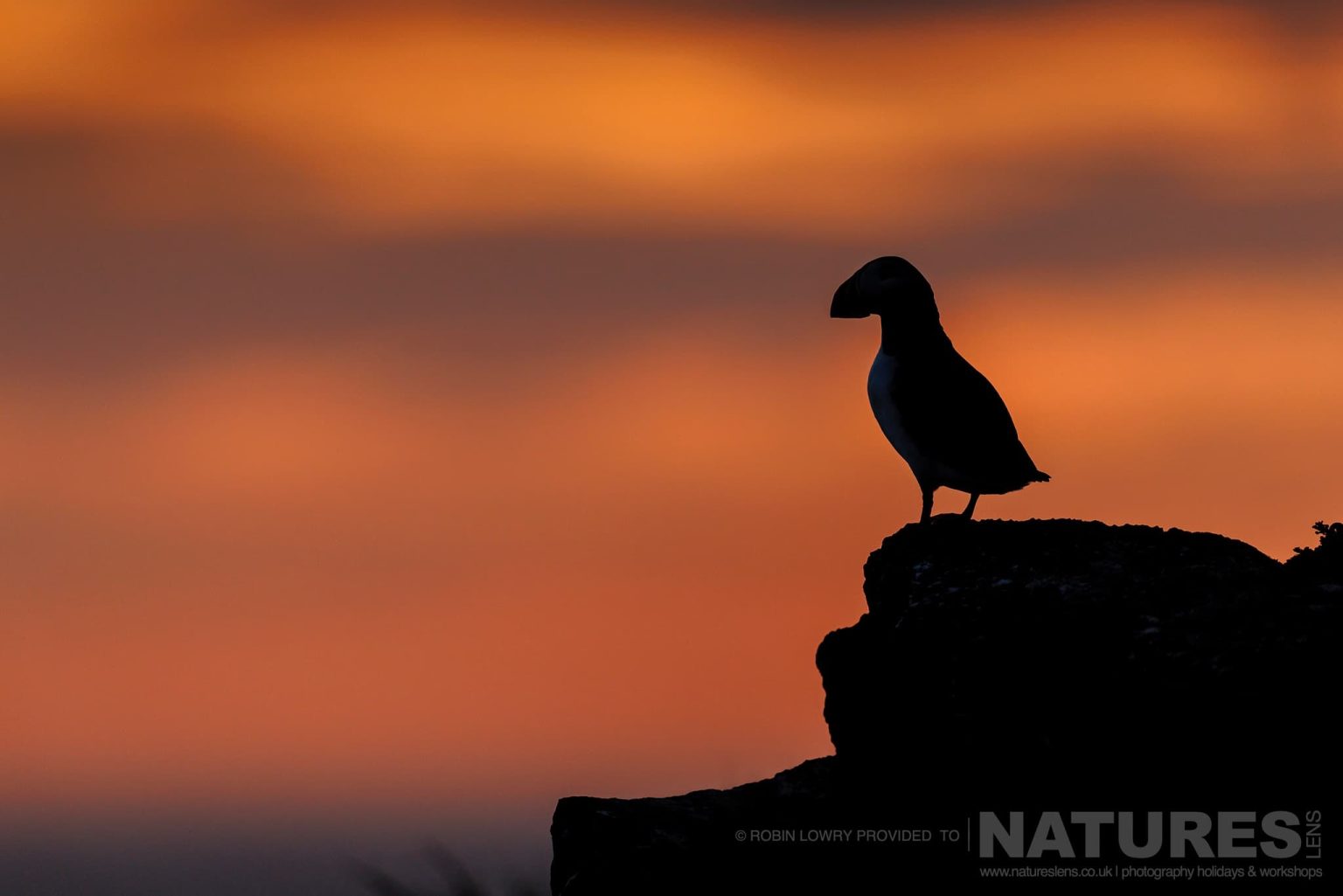 A Silhouetted Atlantic Puffin Photographed In It Natural Habitat On Grimsey Island Iceland
