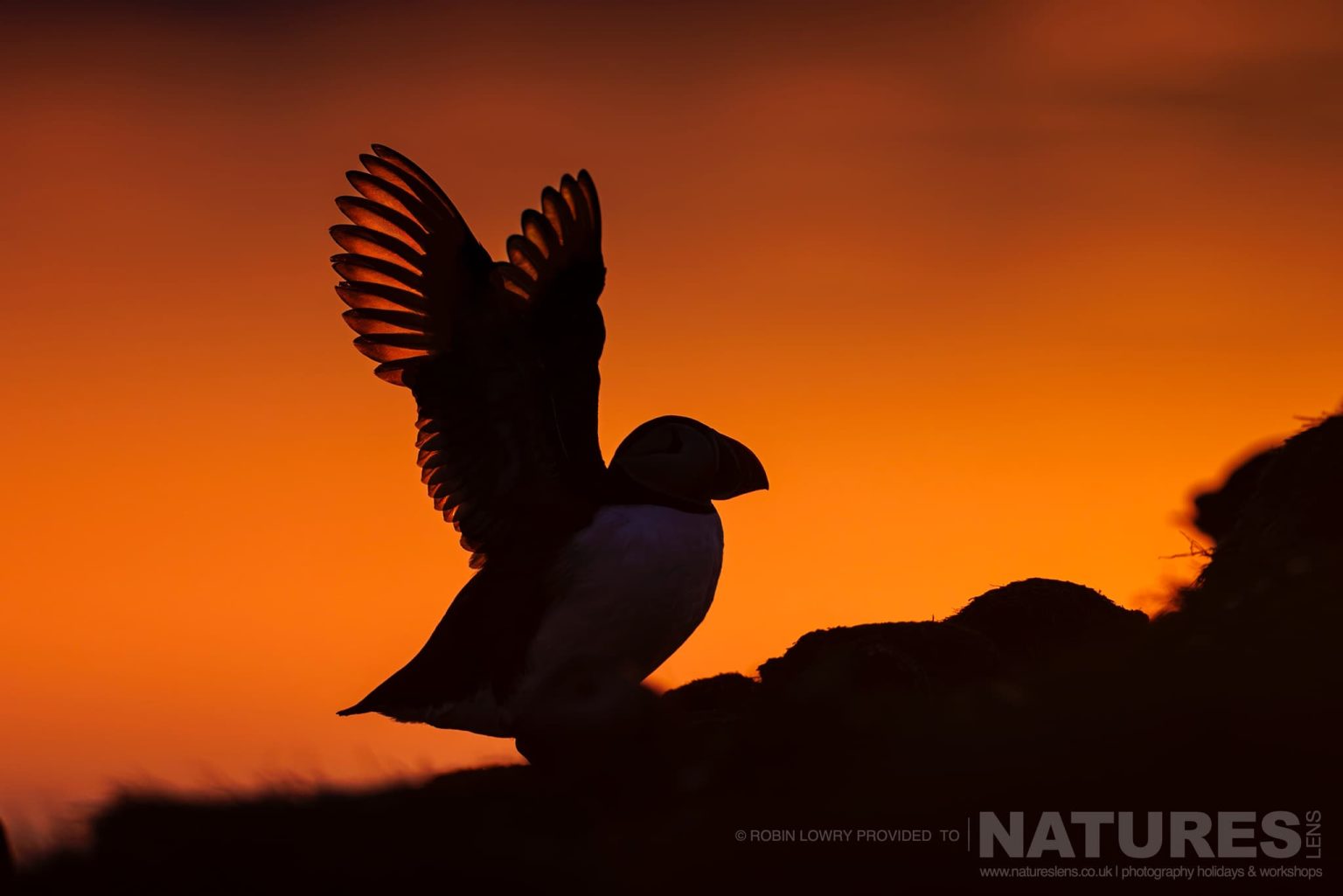 A Silhouetted Atlantic Puffin Stretching It Wings Photographed In It Natural Habitat On Grimsey Island Iceland