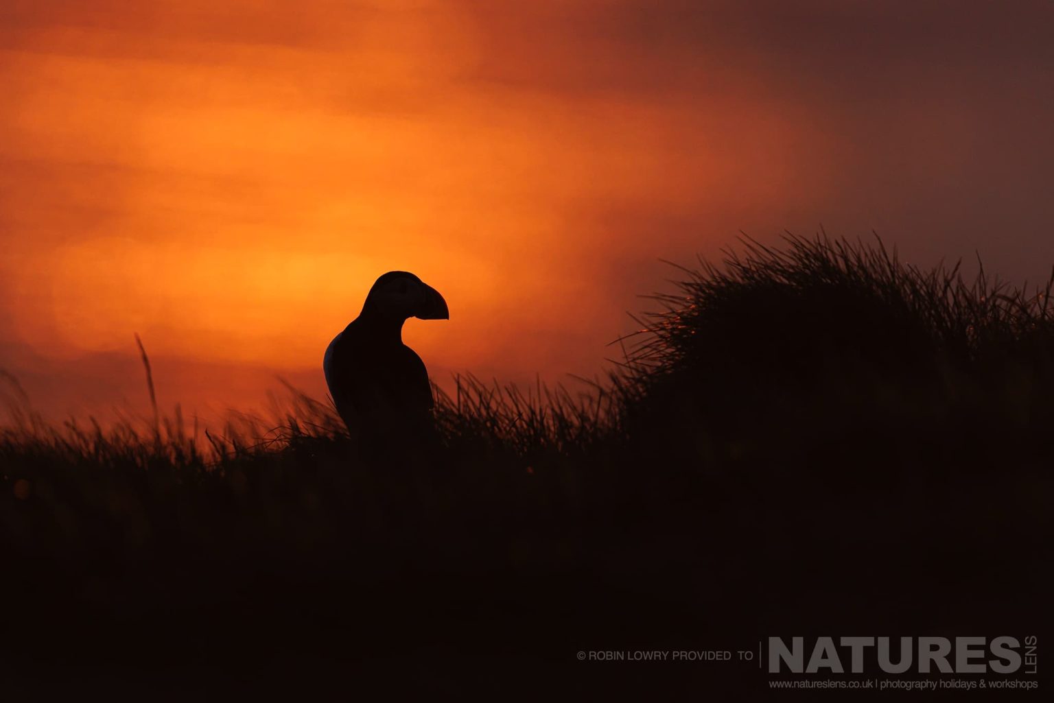 A Solitary Silhouetted Atlantic Puffin Photographed In It Natural Habitat On Grimsey Island Iceland