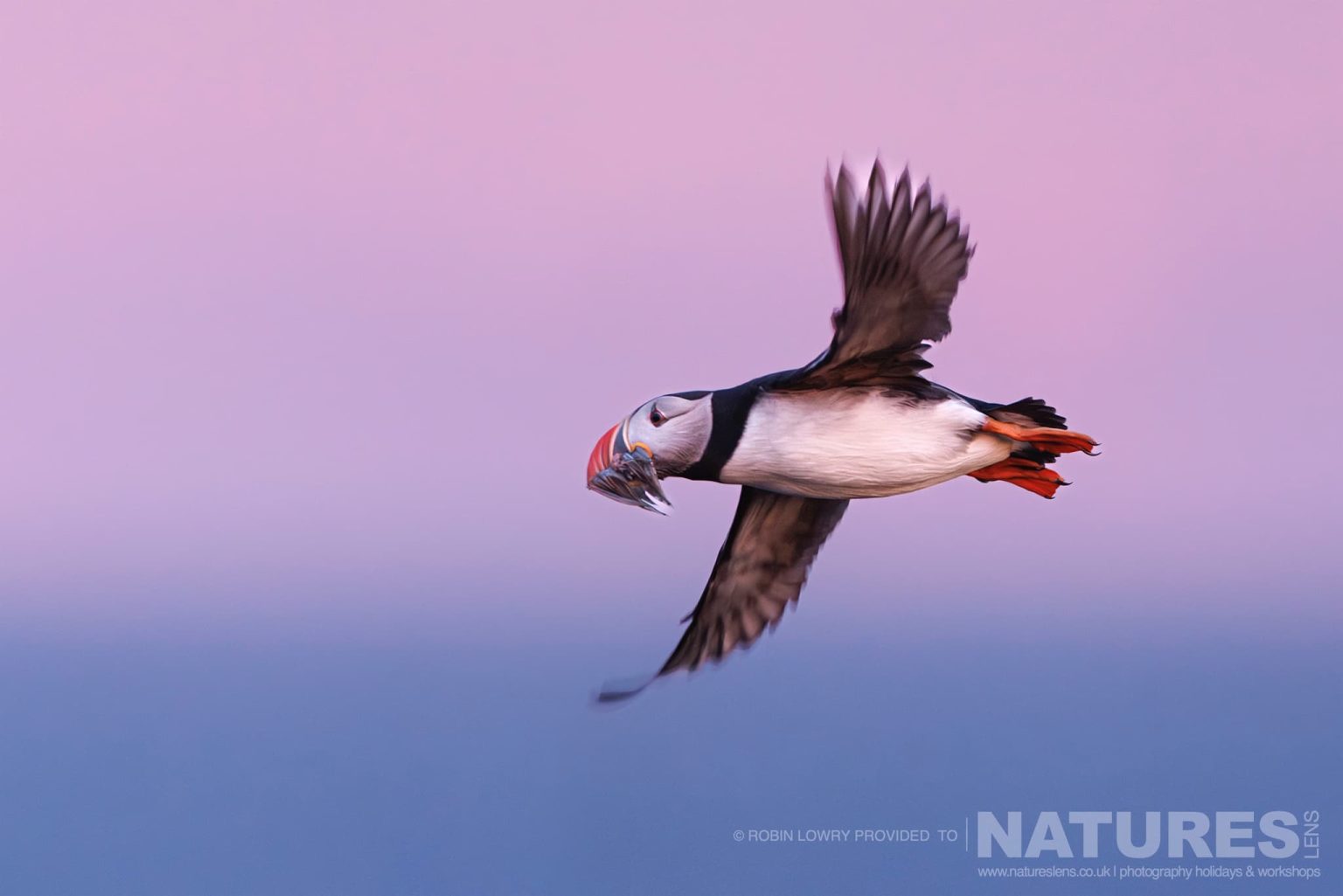 A Solo Atlantic Puffin Flying With A Beak Full Of Sand Eels Against The Pink Sky Photographed In Their Natural Habitat On Grimsey Island Iceland