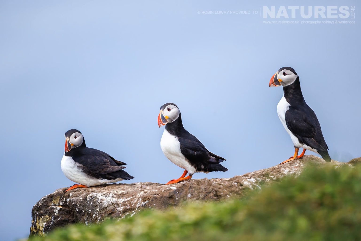A Trio Of Atlantic Puffins On One Of The Headlands Of Grimsey Island