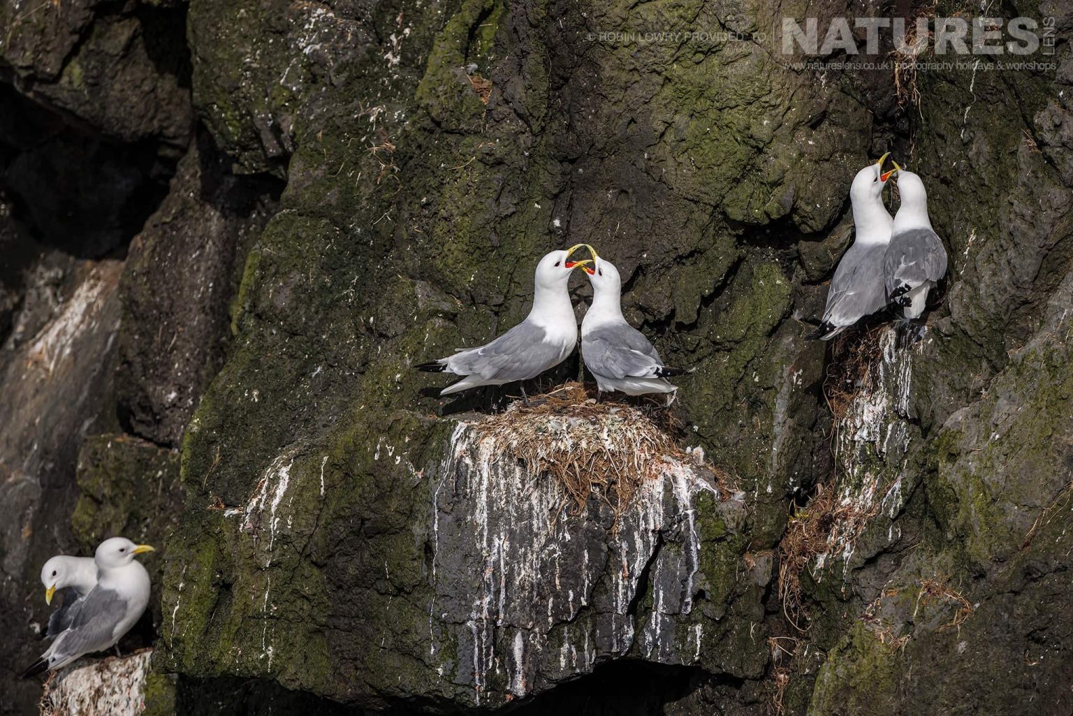 A Trio Of Paired Black Legged Kittiwakes On One The Seabird Cliffs Of Grimsey Island