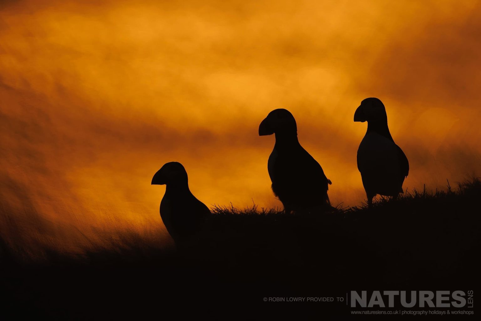 A Trio Of Silhouetted Atlantic Puffins Photographed In Their Natural Habitat On Grimsey Island Iceland