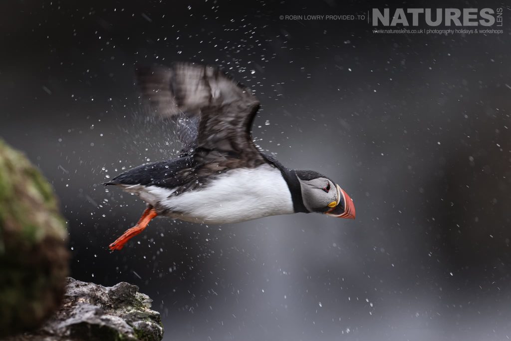 Grímsey Island – The Best Place in Iceland to Photograph Atlantic Puffins with NaturesLens in {acf_year}