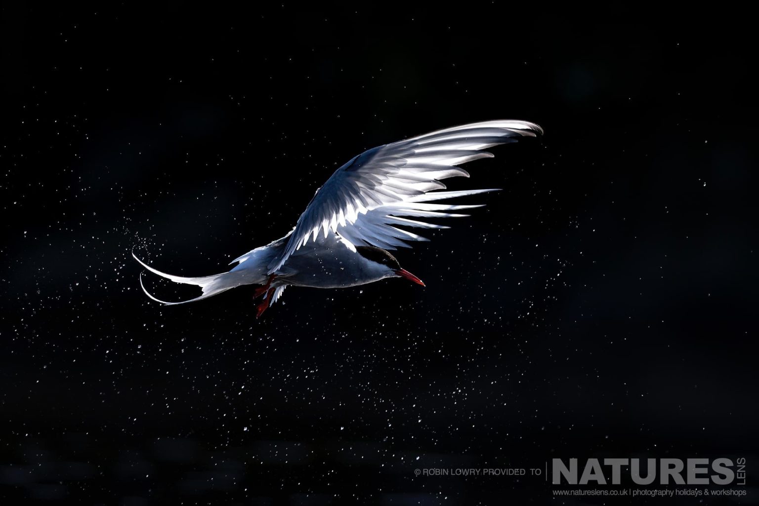 An Arctic Tern Shaking Off Water, Photographed In It's Natural Habitat On Grímsey Island, Iceland