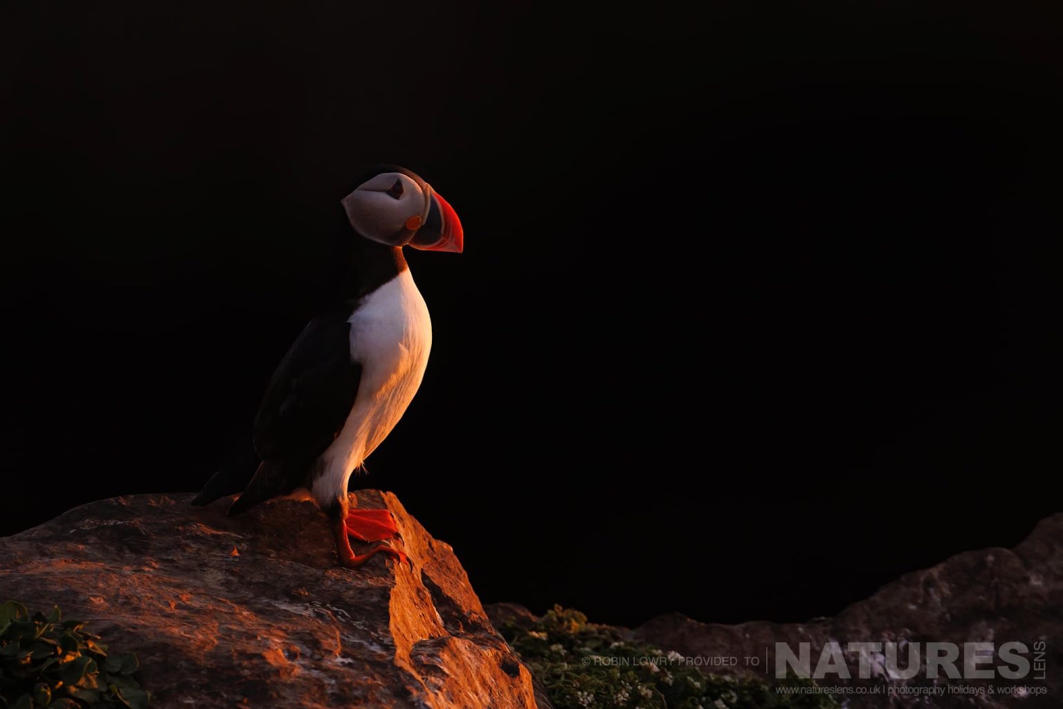 An Atlantic Puffin Bathed In Soft Light Perched On A Cliff Photographed In It Natural Habitat On Grimsey Island Iceland
