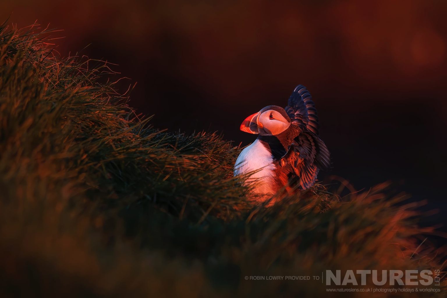 An Atlantic Puffin Bathed In Soft Light Photographed In It Natural Habitat On Grimsey Island Iceland