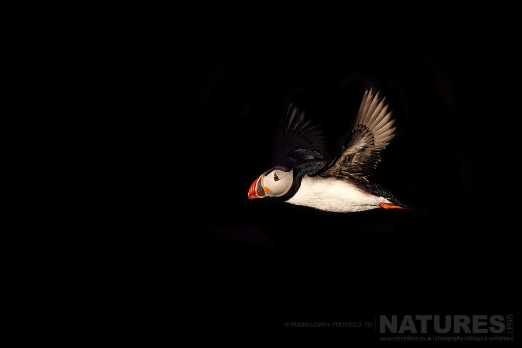 Puffin Photography on Grímsey Island — What Makes Iceland’s Arctic Colony Worth the Journey with NaturesLens in {acf_year}