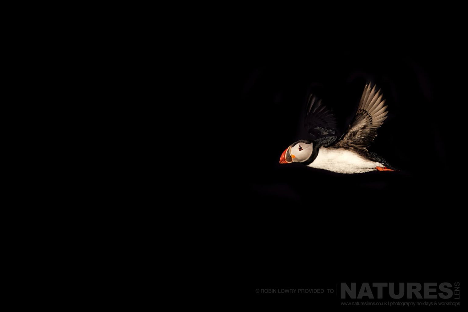 An Atlantic Puffin Flies Past Black Basalt Cliffs Of Grimsey Island In Iceland
