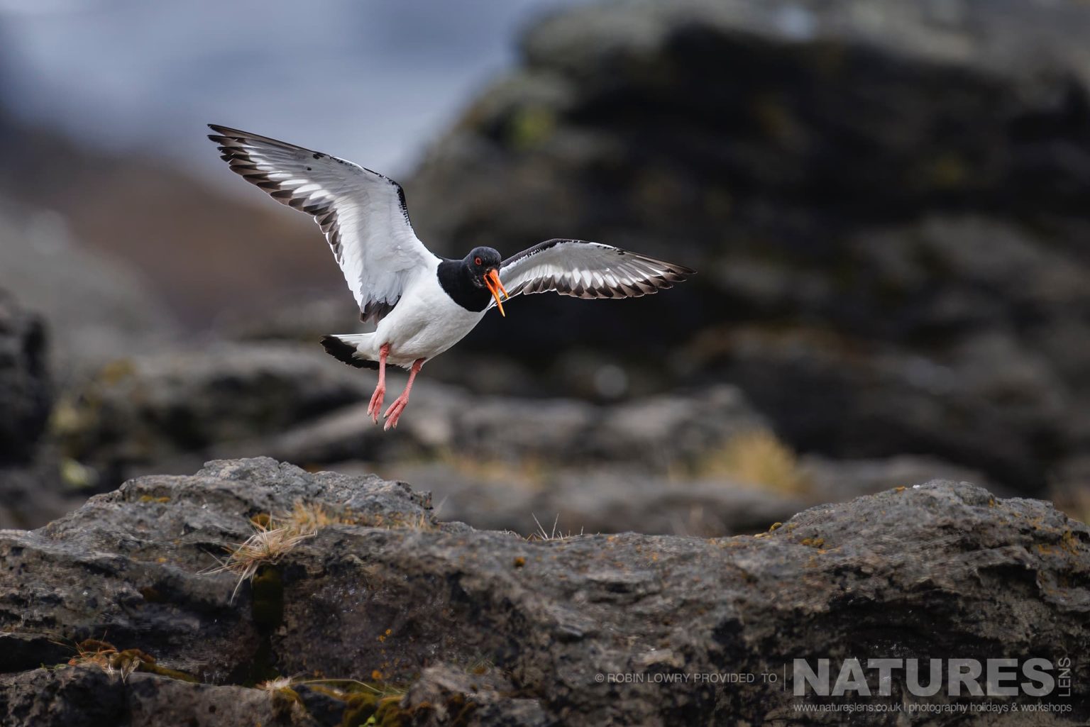 An Oystercatcher Comes In To Land Photographed In It Natural Habitat On Grimsey Island Iceland