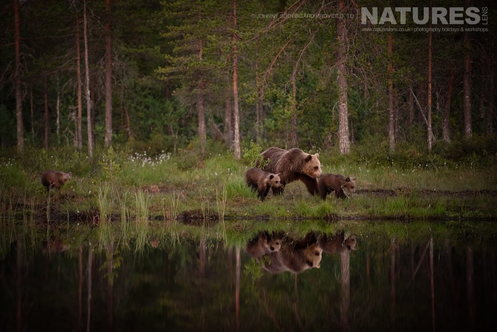 Tips for photographing the Brown Bears of Finland from hides with NaturesLens in {acf_year}