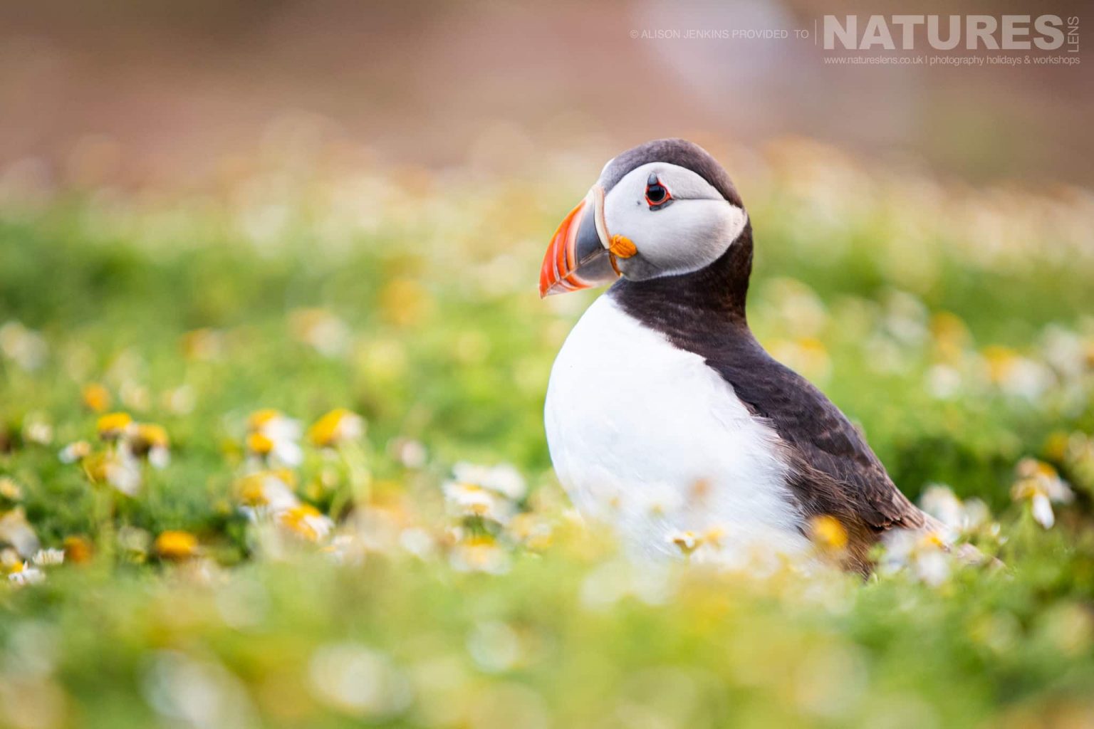 One Of The Puffins Of Skomer Among The Campion