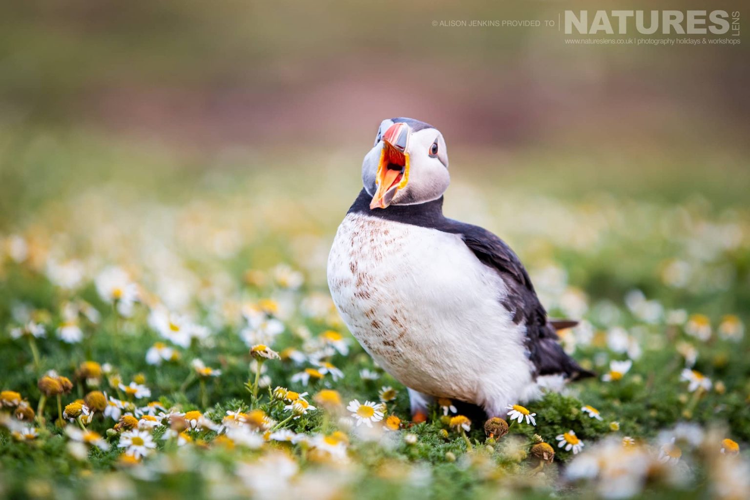 One Of The Puffins Of Skomer Amongst The Campion
