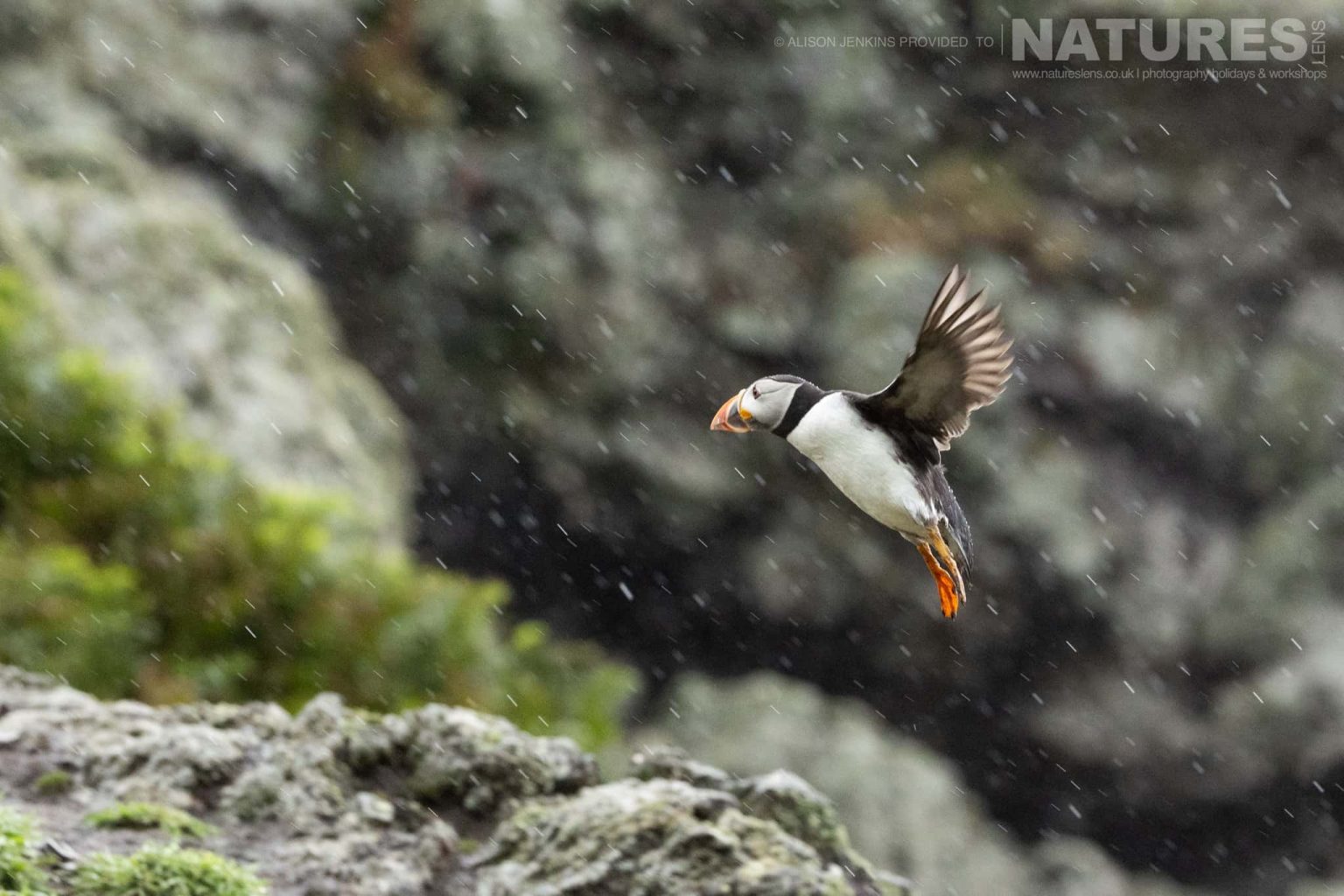 One Of The Puffins Of Skomer Comes Into Land In The Rain