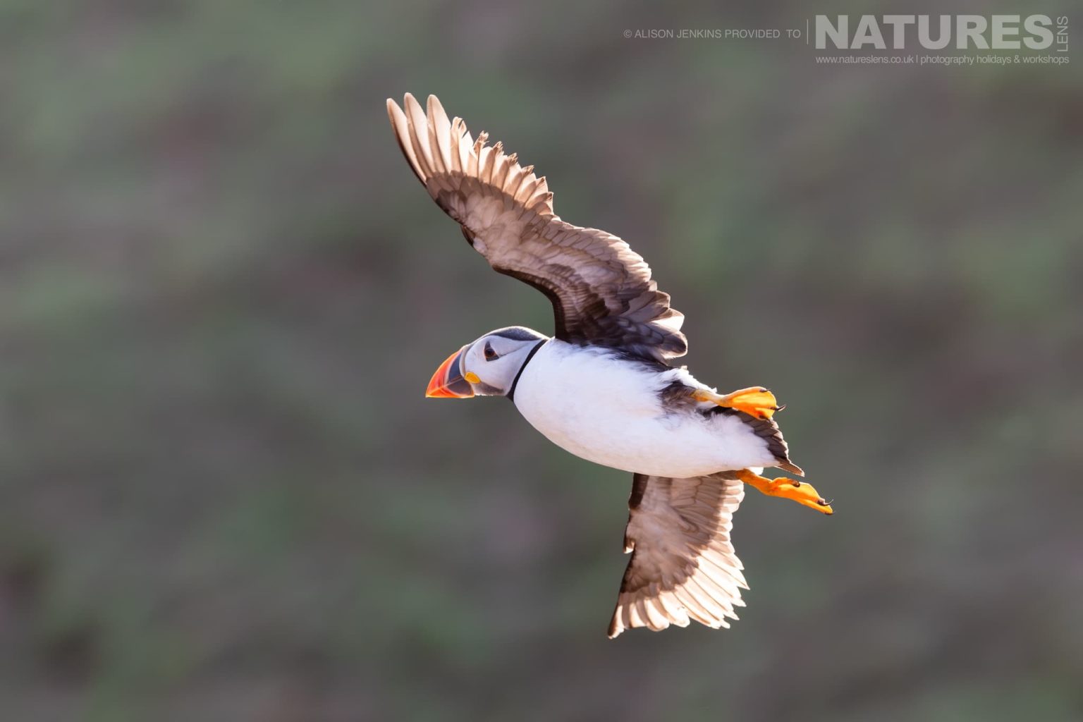 One Of The Puffins Of Skomer In Flight