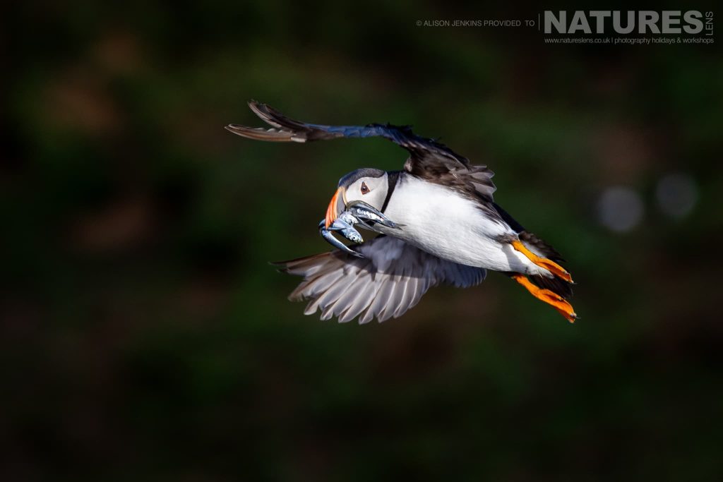 A focus on the Charismatic Atlantic Puffins of Skomer Island with NaturesLens in {acf_year}