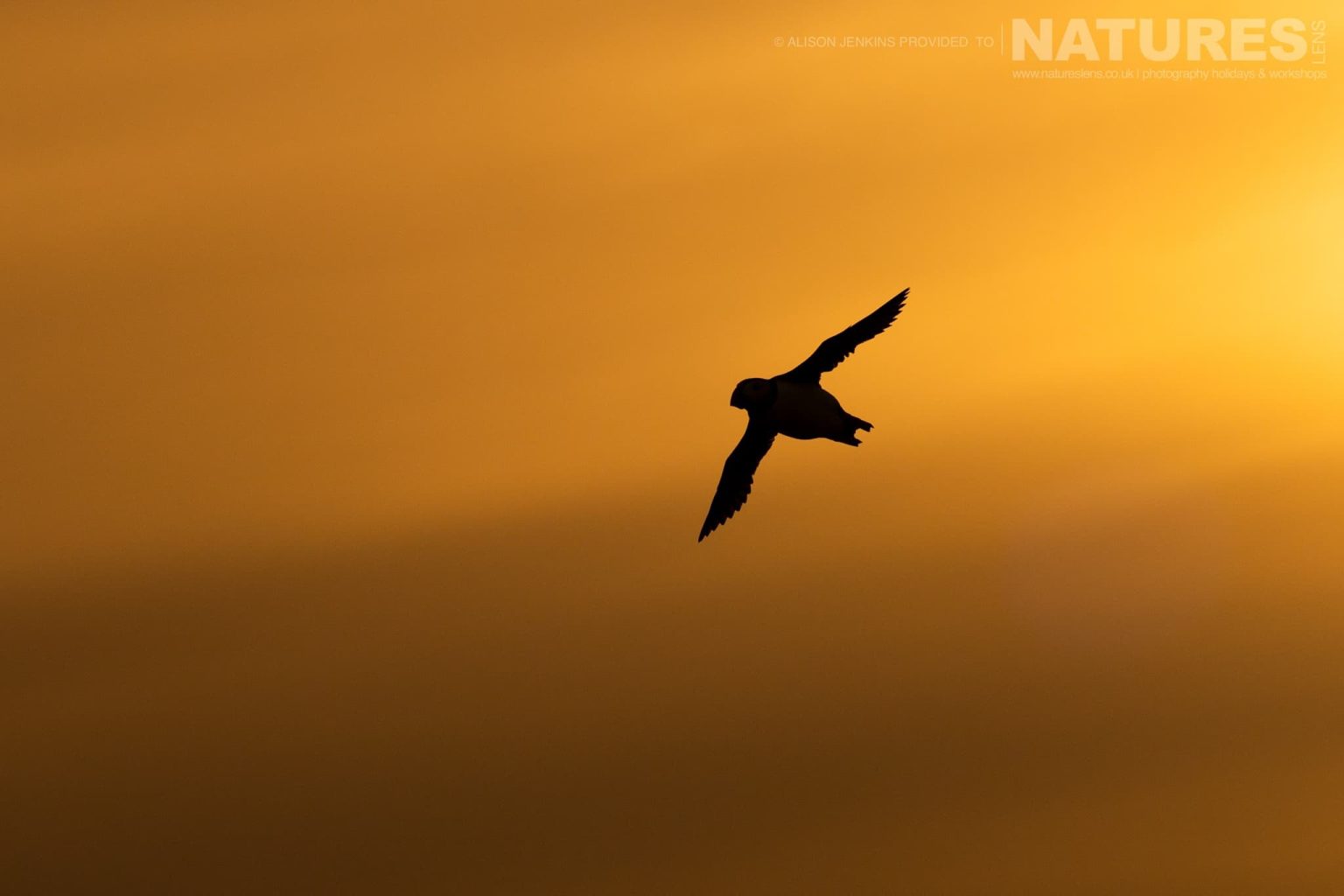 One Of The Puffins Of Skomer In Flight With A Moody Evening Sky Behind