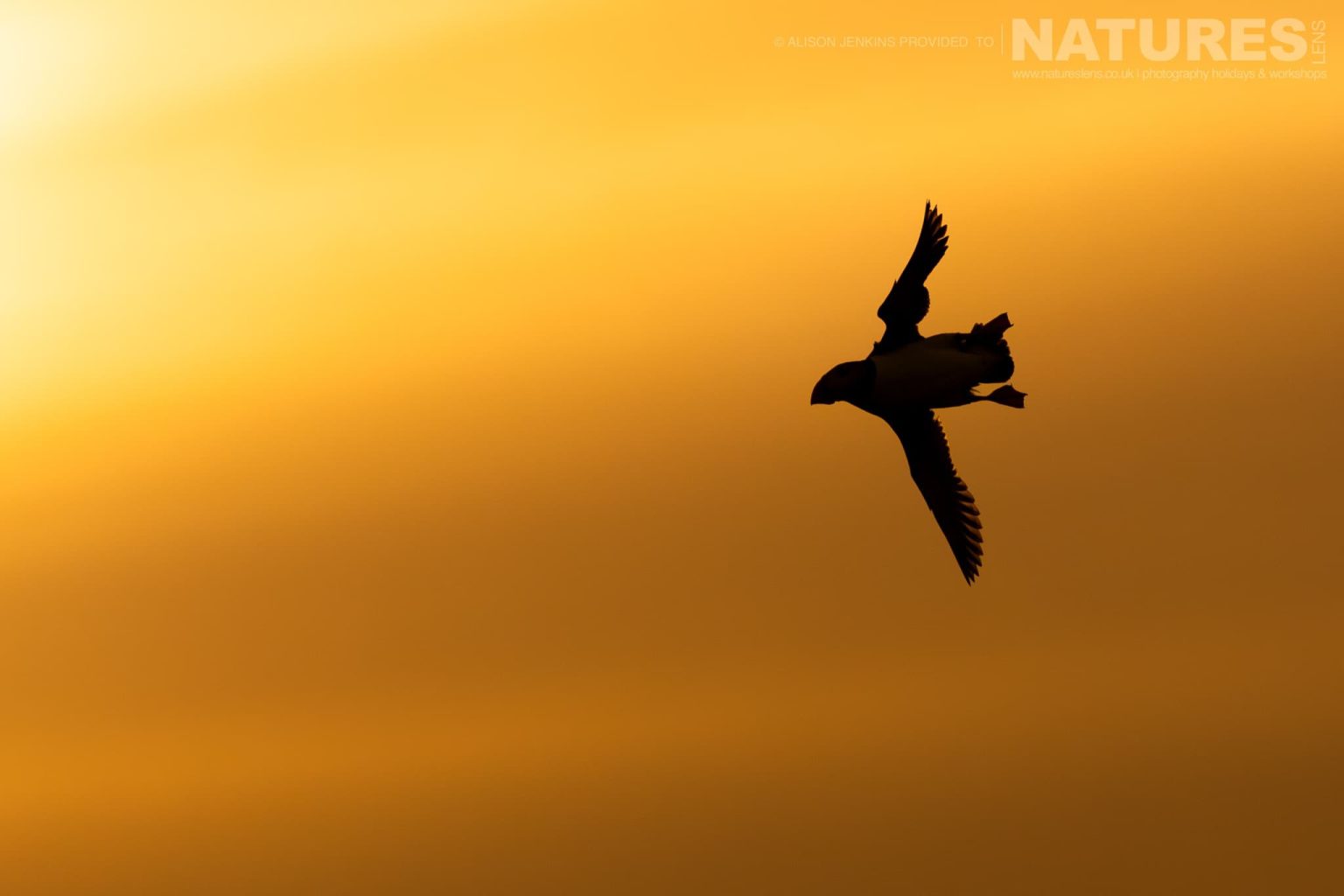 One Of The Puffins Of Skomer In Flight With The Evening Sky Behind