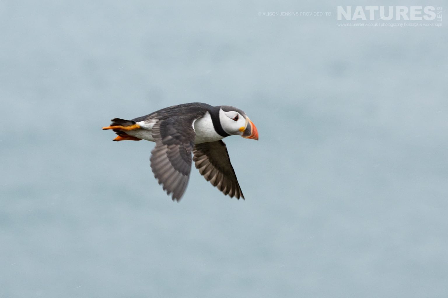 One Of The Puffins Of Skomer In Flight With The Sea Beyond