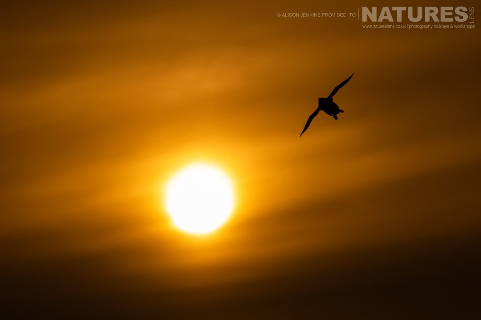 One Of The Puffins Of Skomer In Flight With The Setting Sun Behind