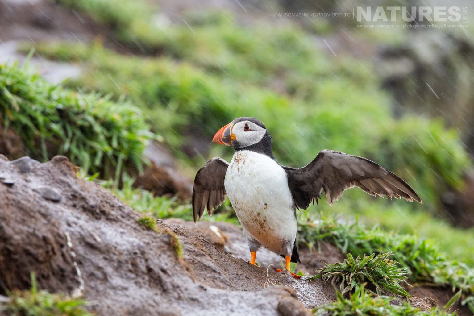 One Of The Puffins Of Skomer Stretches It Wings In The Rain