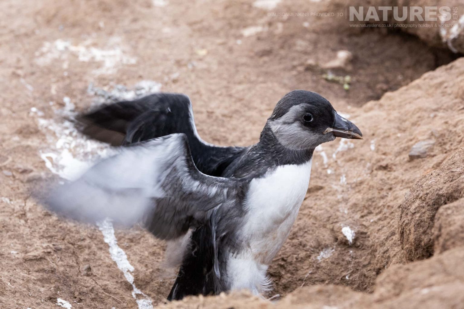One Of The Pufflings Of Skomer Pufflings Are The Young Puffins