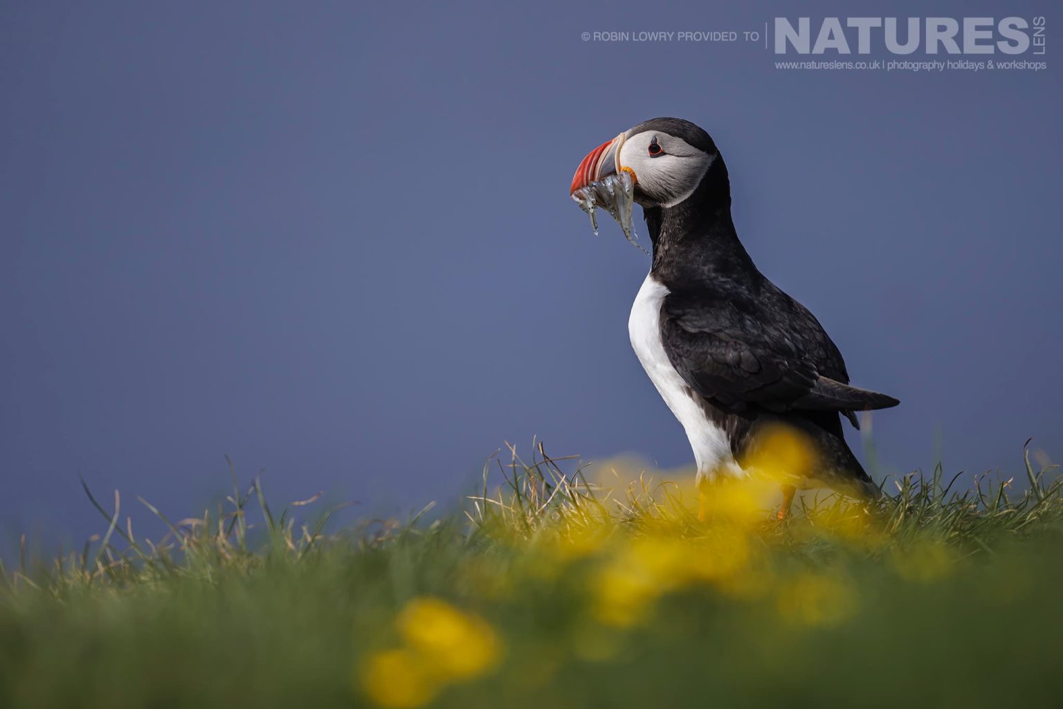 The Iconic Image Of A Lone Puffin With A Beak Full Of Sandeels On The Atlantic Puffin Colony Of Grimsey Island