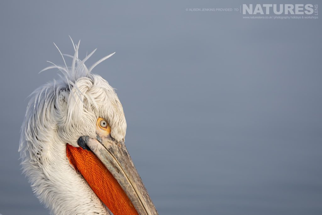 A Photograph From Alison Jenkins Which Demonstrates The Magic Of Dalmatian Pelican Photography 13