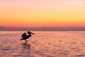 A Photograph From Alison Jenkins Which Demonstrates The Magic Of Dalmatian Pelican Photography 19
