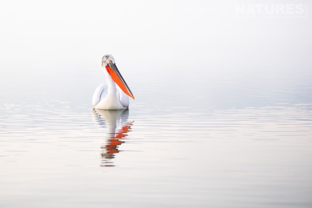 Photographing Dalmatian Pelicans at Lake Kerkini with NaturesLens in {acf_year}